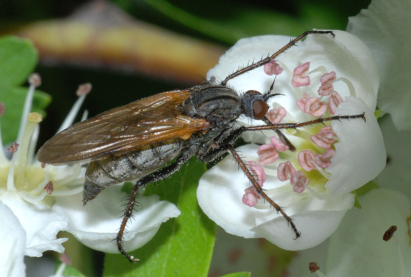 Empis da conffermare o smenttire